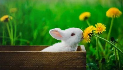 kaiyun网站-赛事转播技术升级，虚拟现实带来沉浸式体验，转播赛事可以收费吗